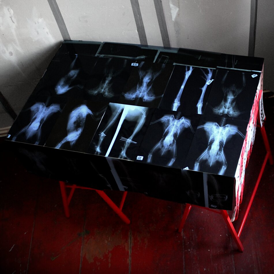 A table covered with numerous bird X-rays, including close-ups of wings, legs, and full body scans. The X-rays are arranged in an overlapping pattern. The table is supported by two red sawhorses and set against a white wall with dark markings.